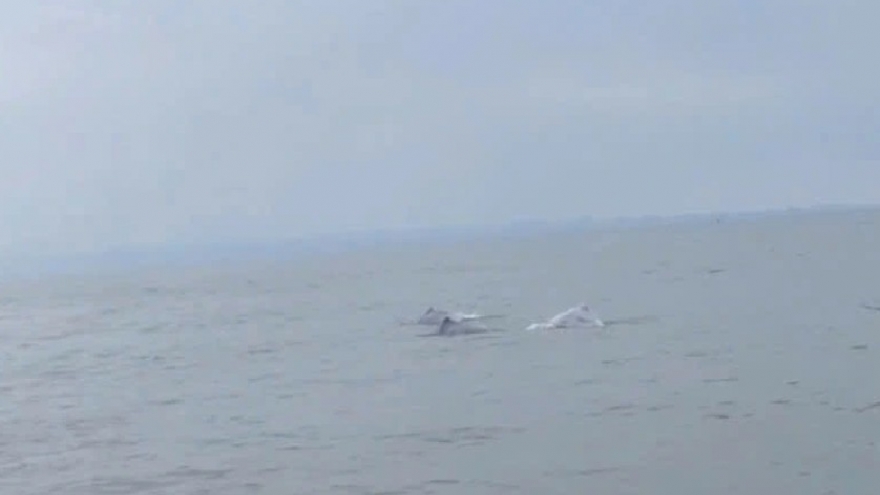 Rare pink dolphins appear off Do Son beach in Hai Phong